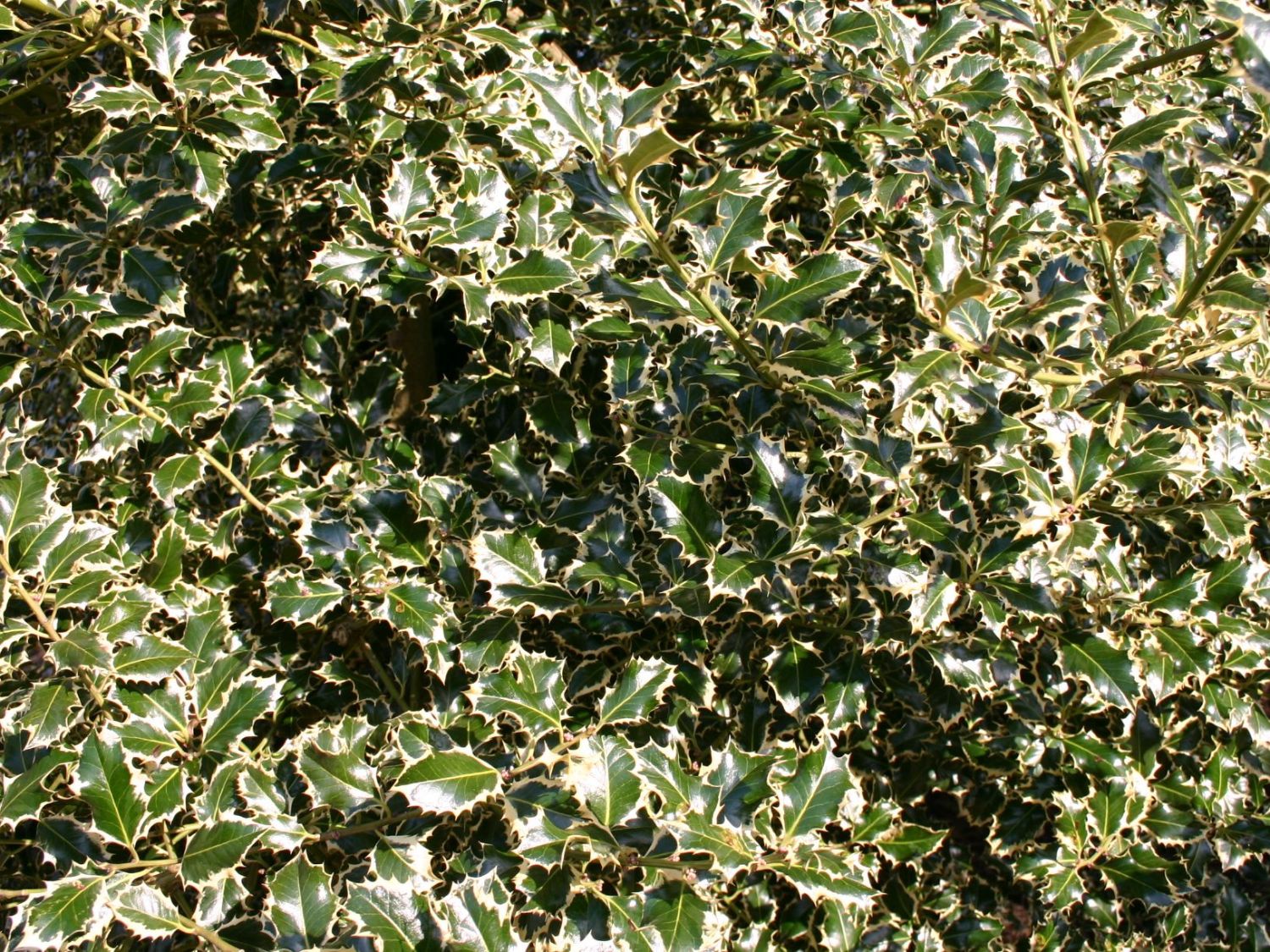 Stechpalmenartige (Aquifoliales)