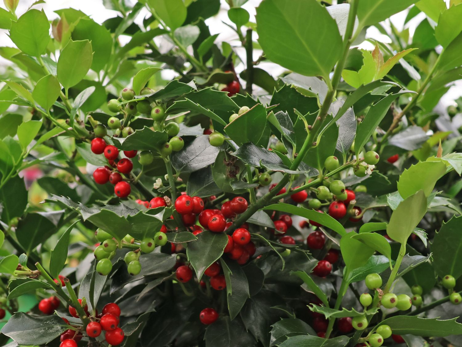 Stechpalme 'Blue Maid'