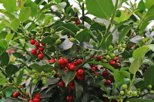 Stechpalme 'Blue Maid'