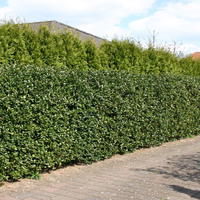 Stechpalme 'Blue Prince' ® - Ilex meserveae 'Blue Prince' ® / männlich