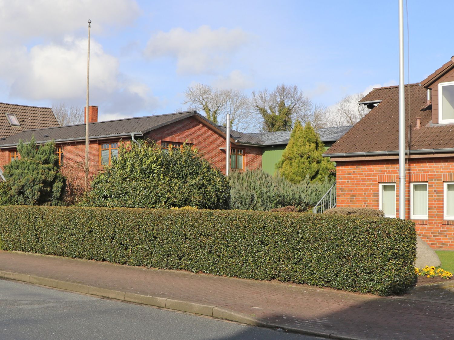 Stechpalme 'Blue Prince' ® - Ilex x meserveae 'Blue Prince' ® / männlich