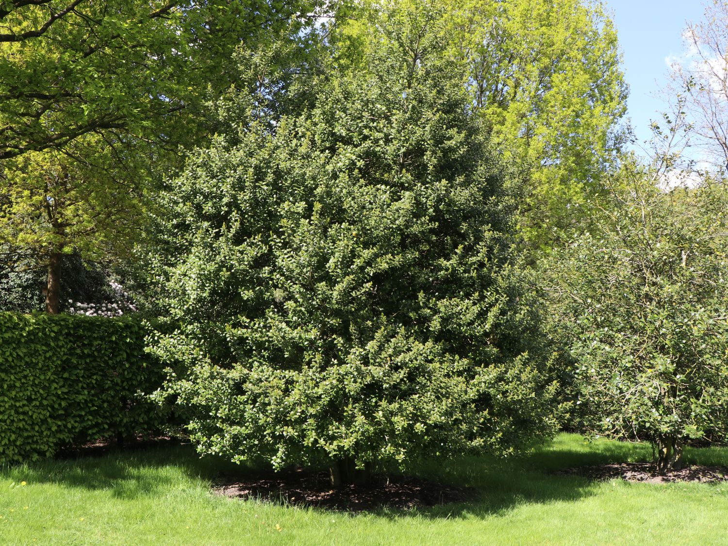 Stechpalme 'Blue Prince' ® - Ilex x meserveae 'Blue Prince' ® / männlich