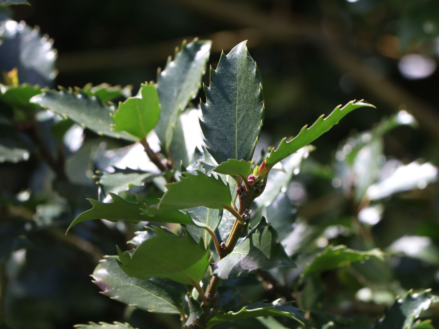 Stechpalme 'Blue Prince' ® - Ilex x meserveae 'Blue Prince' ® / männlich
