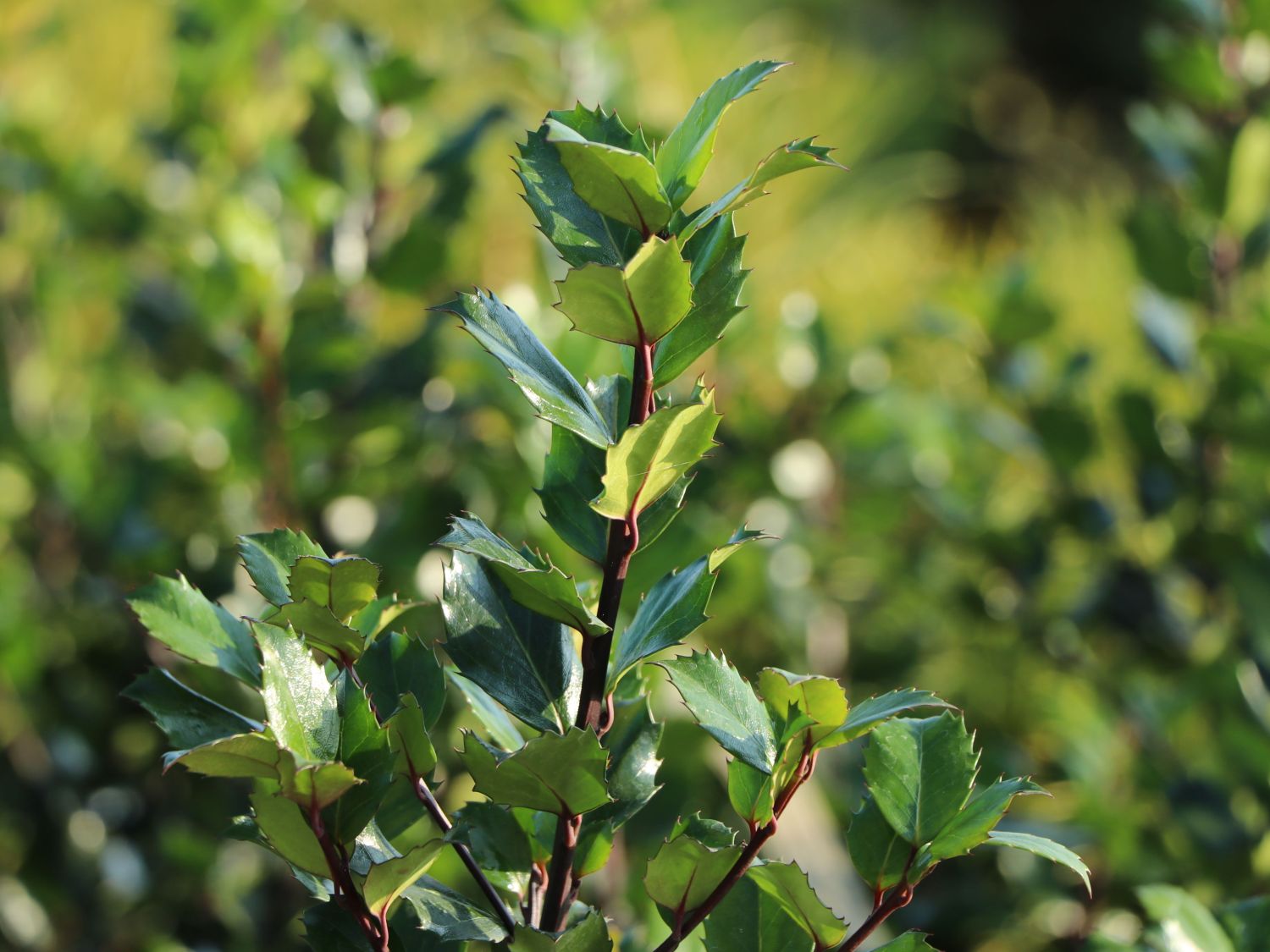 Stechpalme 'Blue Prince' ® - Ilex x meserveae 'Blue Prince' ® / männlich