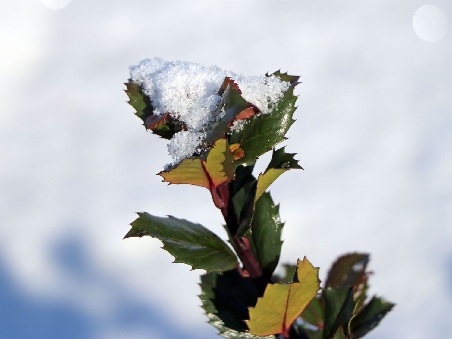 Stechpalme 'Blue Prince' ® - Ilex x meserveae 'Blue Prince' ® / männlich
