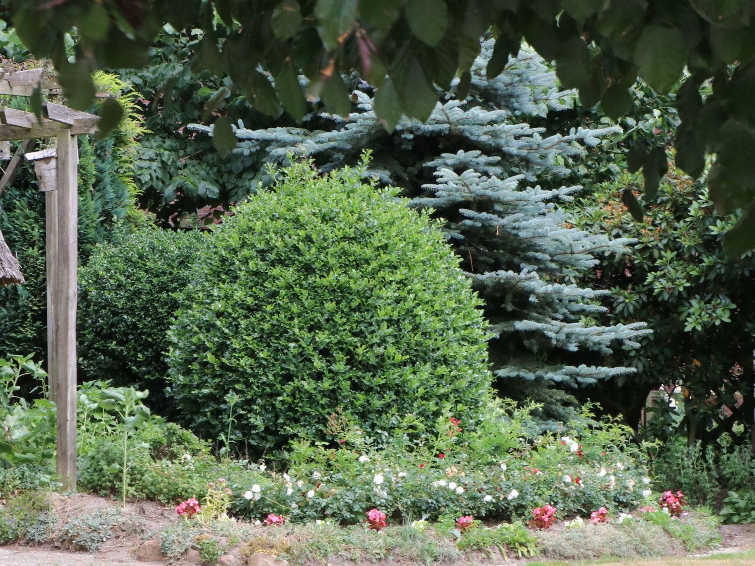 Stechpalme 'Blue Prince' ® - Ilex x meserveae 'Blue Prince' ® / männlich