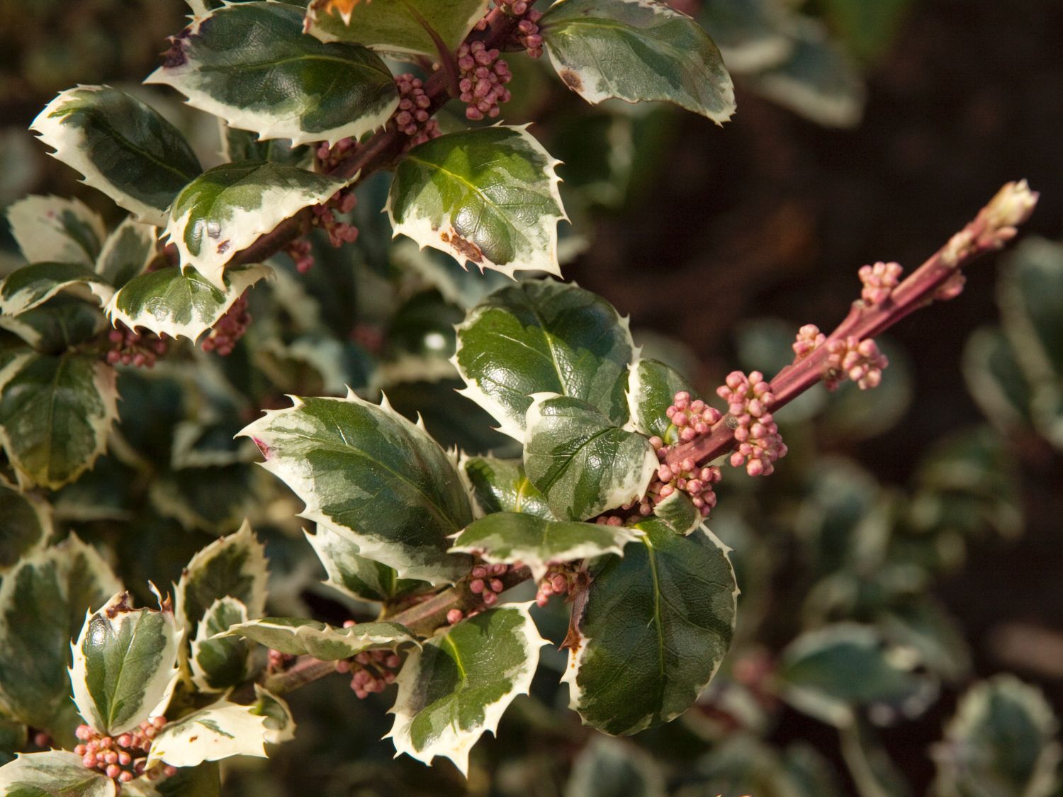 Stechpalme 'Casanova' - Ilex x meserveae 'Casanova'