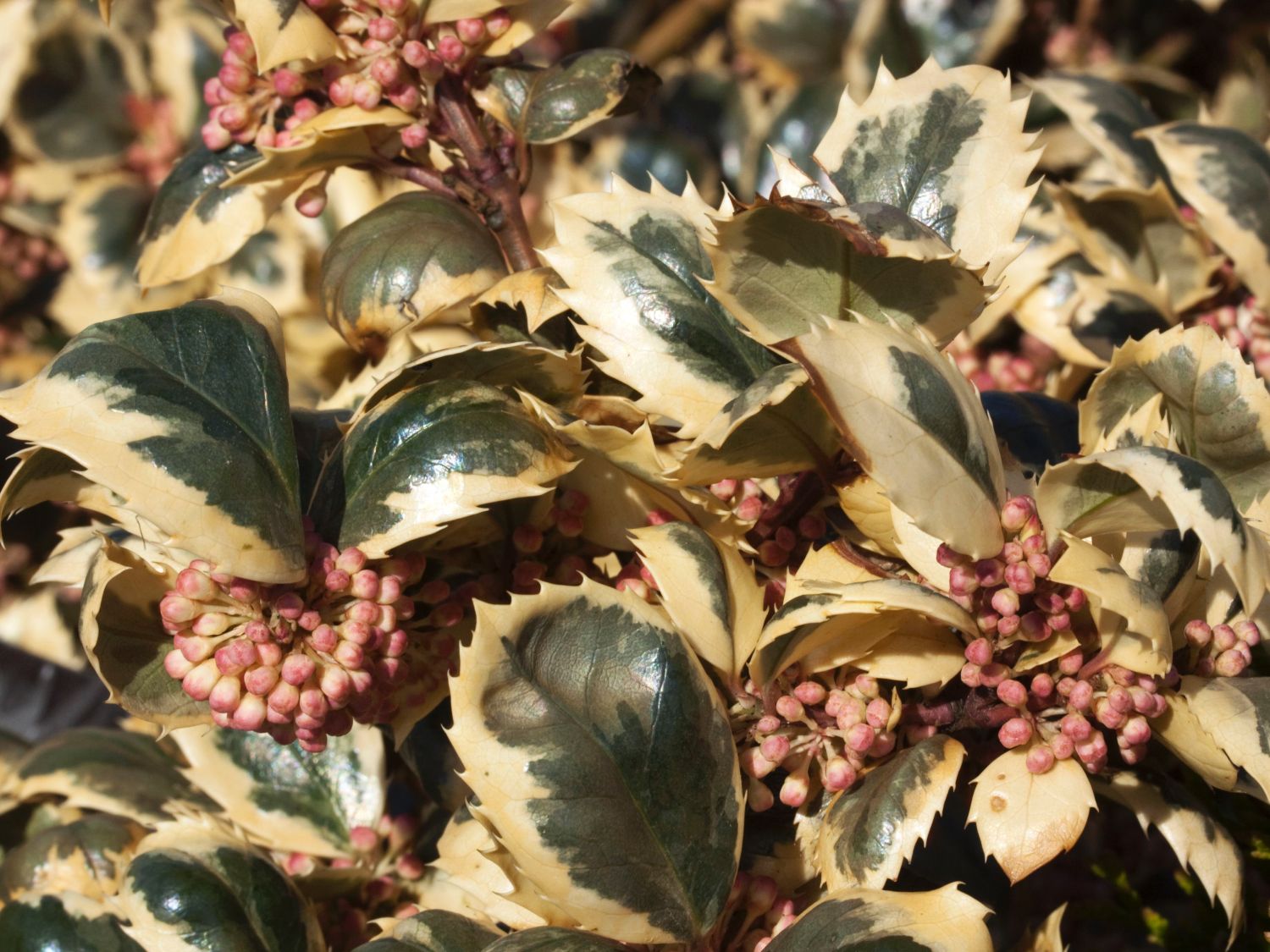 Stechpalme 'Casanova' - Ilex x meserveae 'Casanova'