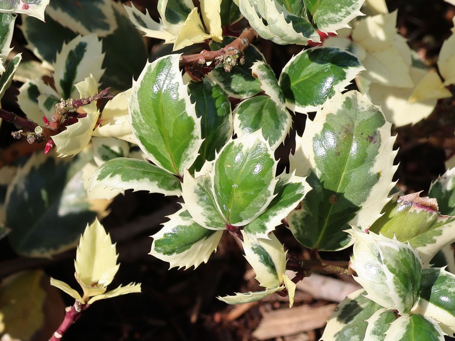 Stechpalme 'Casanova' - Ilex x meserveae 'Casanova'