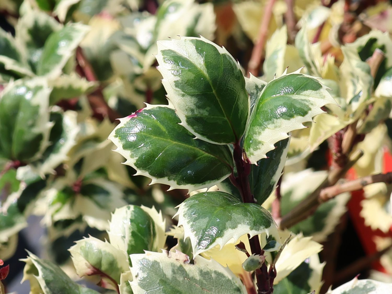 Stechpalme 'Casanova' - Ilex x meserveae 'Casanova'