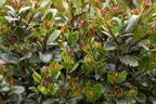 Stechpalme 'Little Pirate' ® - Ilex x meserveae 'Little Pirate' ®