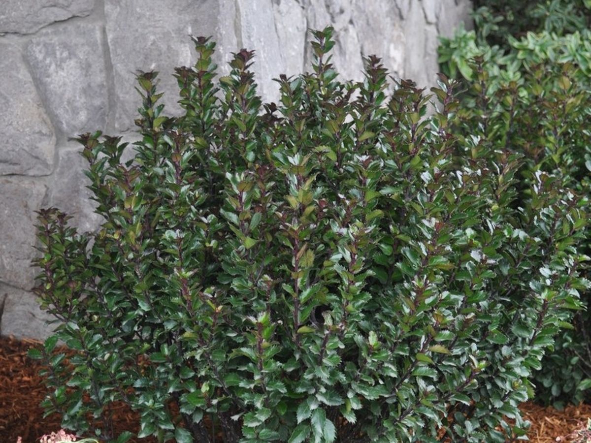 Stechpalme 'Little Pirate' ® - Ilex x meserveae 'Little Pirate' ®