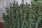 Stechpalme 'Little Pirate' ® - Ilex x meserveae 'Little Pirate' ®