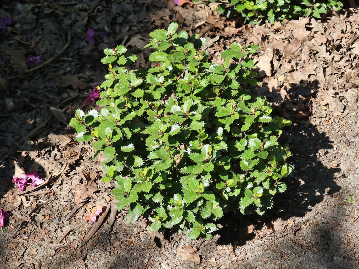 Stechpalme 'Little Pirate' ® - Ilex x meserveae 'Little Pirate' ®
