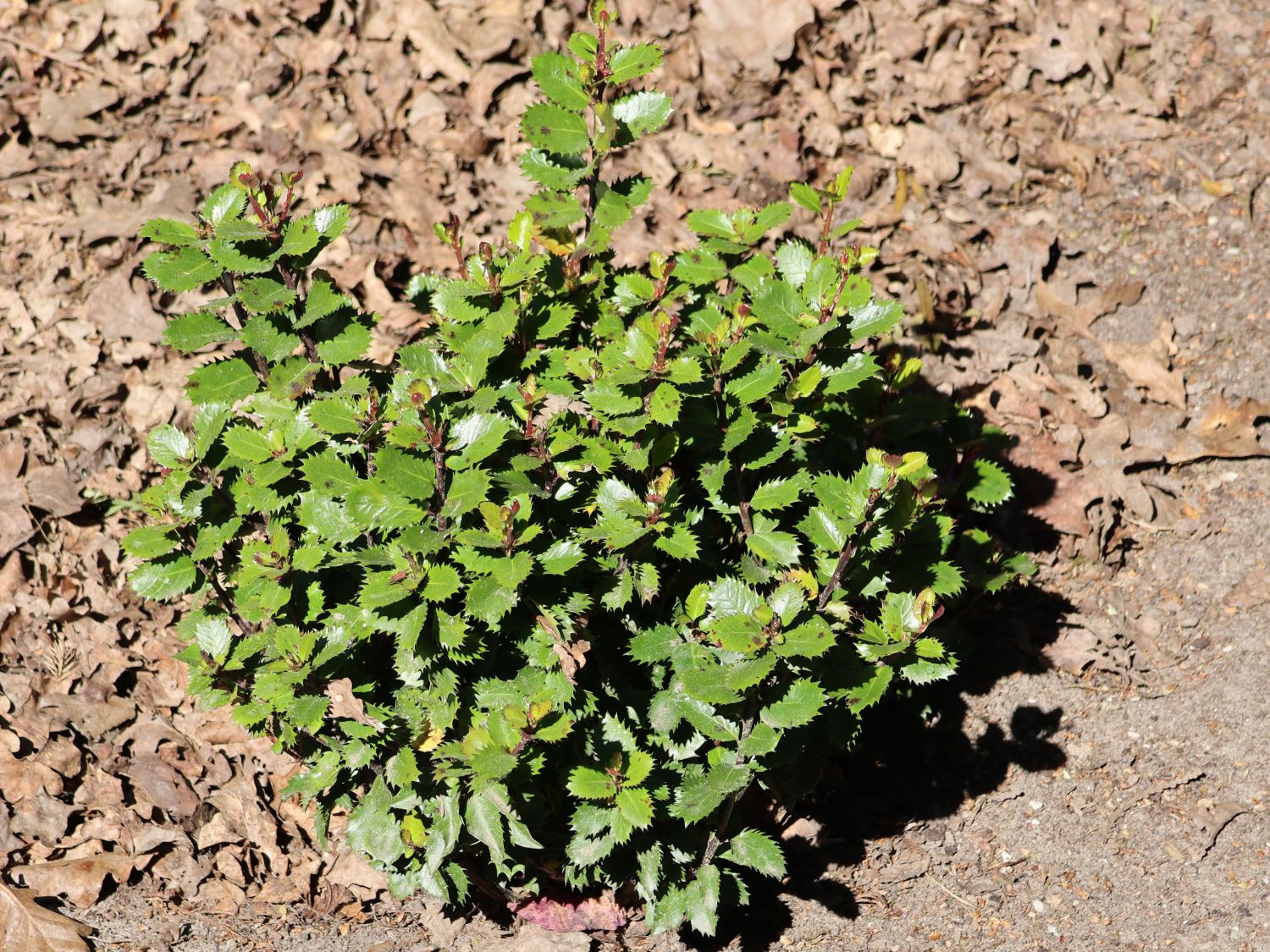 Stechpalme 'Little Pirate' ® - Ilex x meserveae 'Little Pirate' ®