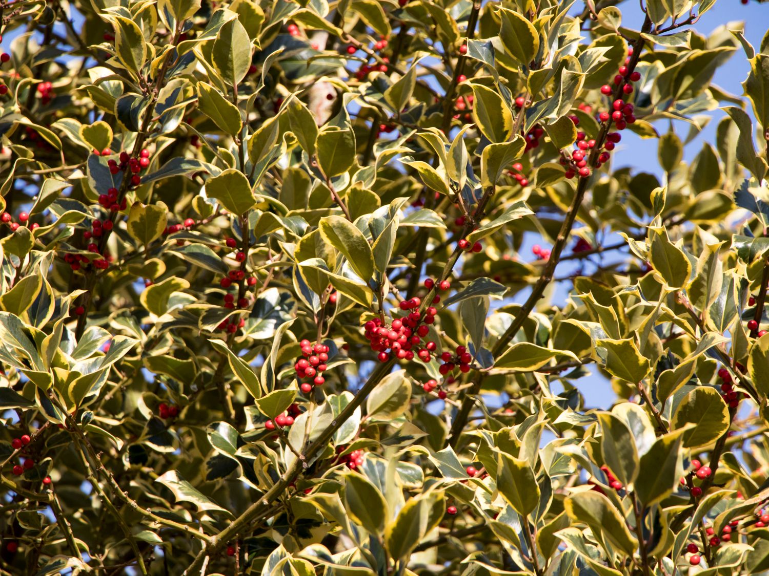 Stechpalmengewächse (Aquifoliaceae)