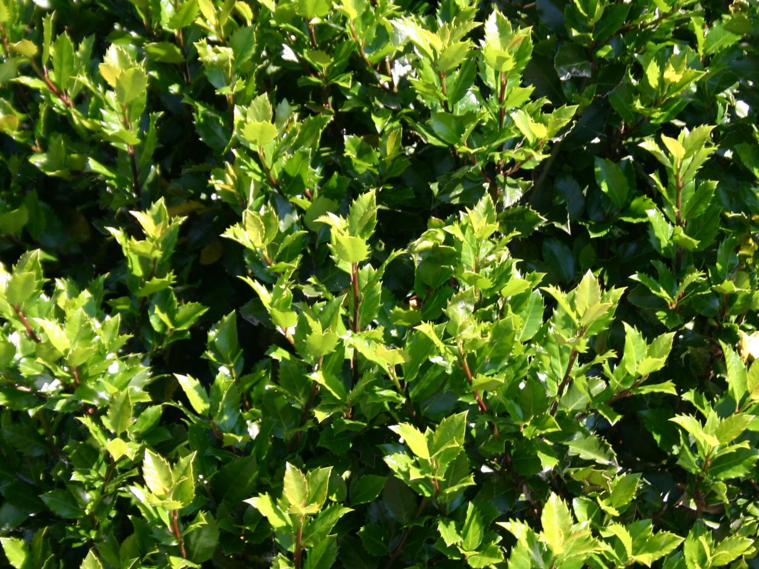 Stechpalme 'Blue Prince' ® - Ilex x meserveae 'Blue Prince' ® / männlich