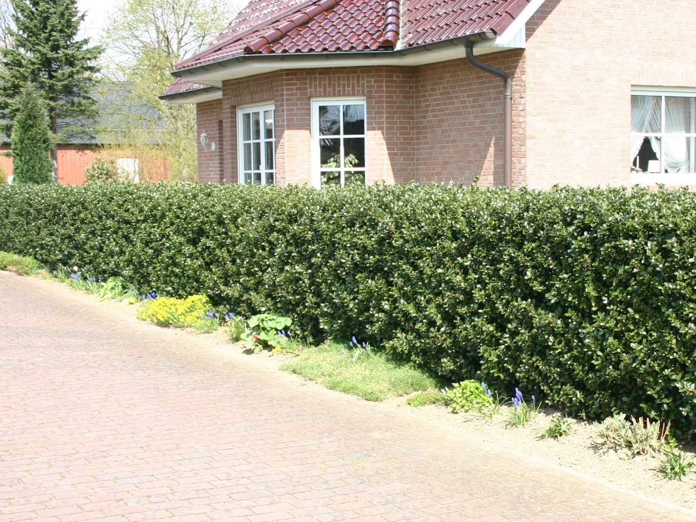 Stechpalme 'Blue Prince' ® - Ilex x meserveae 'Blue Prince' ® / männlich