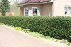 Stechpalme 'Blue Prince' ® - Ilex x meserveae 'Blue Prince' ® / männlich