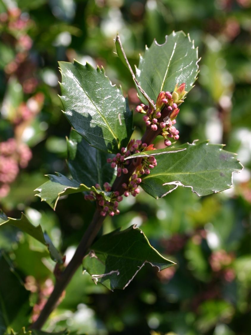 Stechpalme 'Blue Prince' ® - Ilex x meserveae 'Blue Prince' ® / männlich