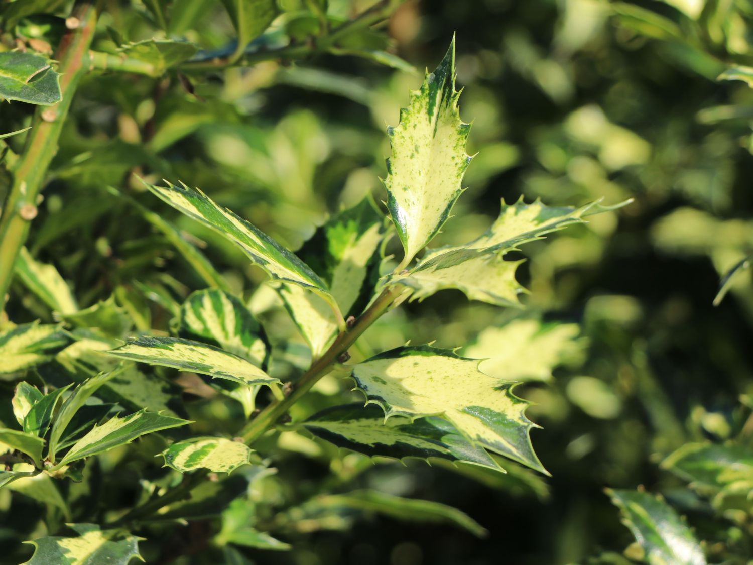 Stechpalme 'White Cream'