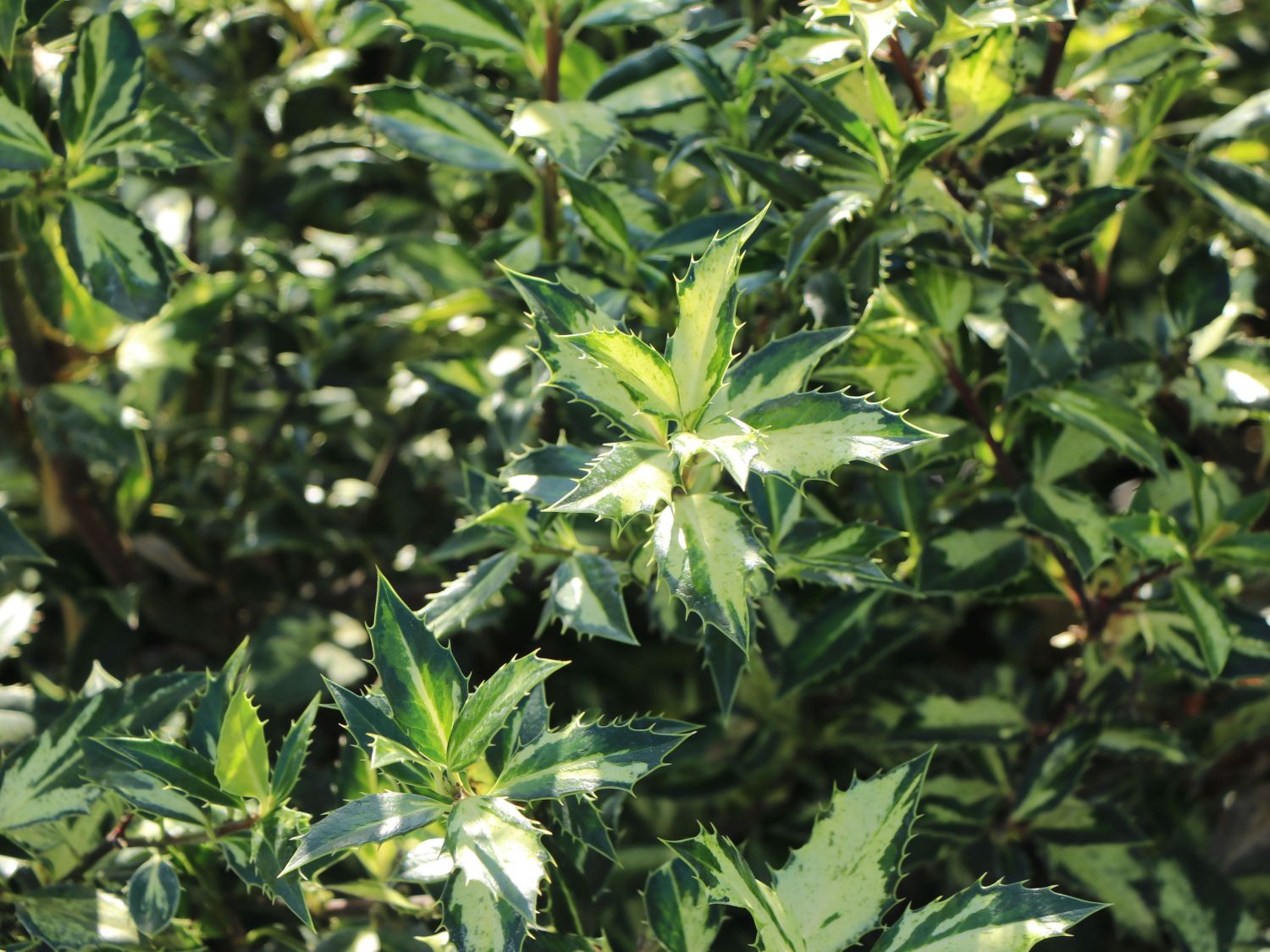 Stechpalme 'White Cream' - Ilex aquifolium 'White Cream'