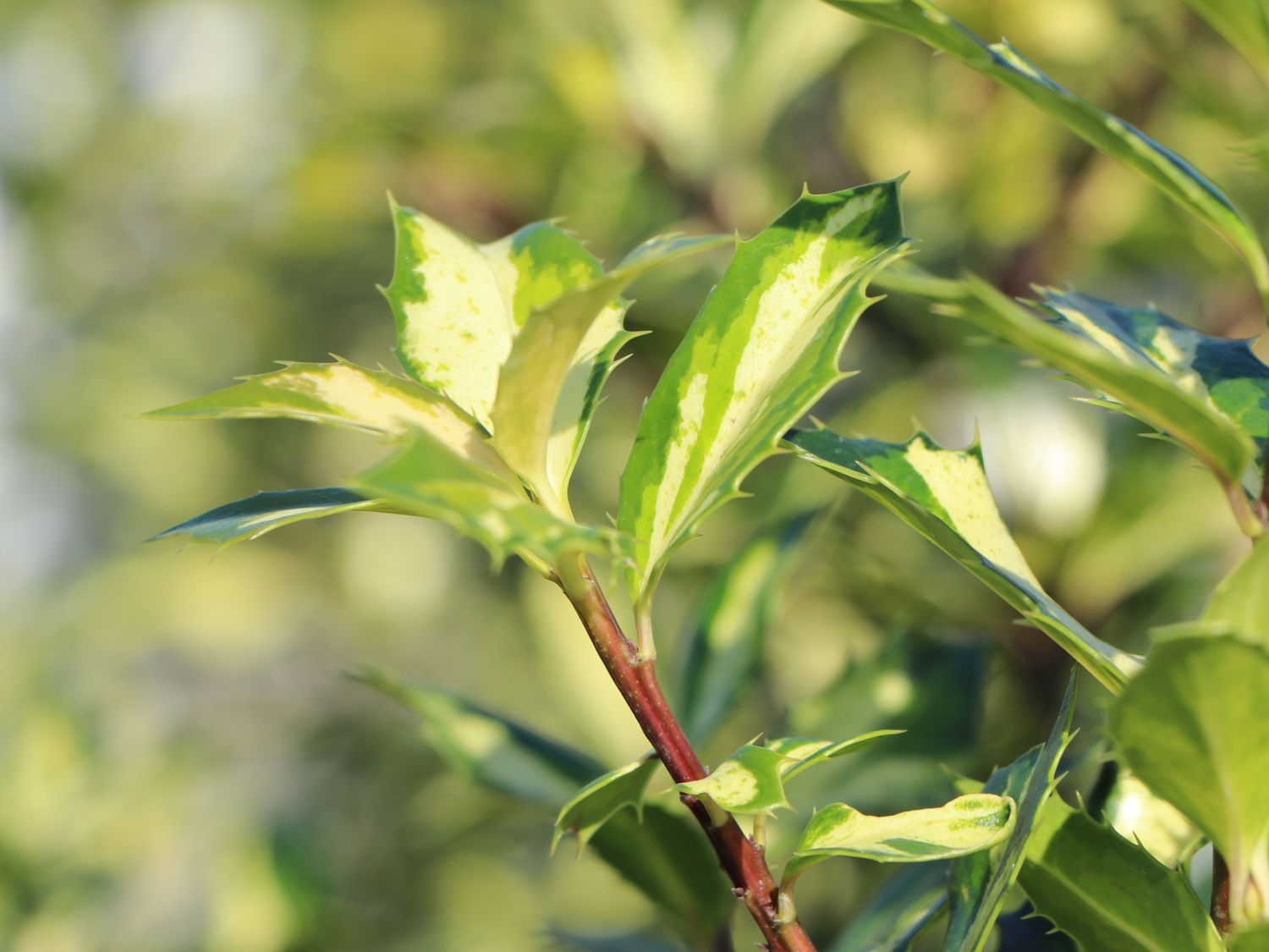 Stechpalme 'White Cream' - Ilex aquifolium 'White Cream'