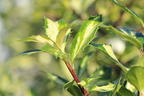Stechpalme 'White Cream' - Ilex aquifolium 'White Cream'