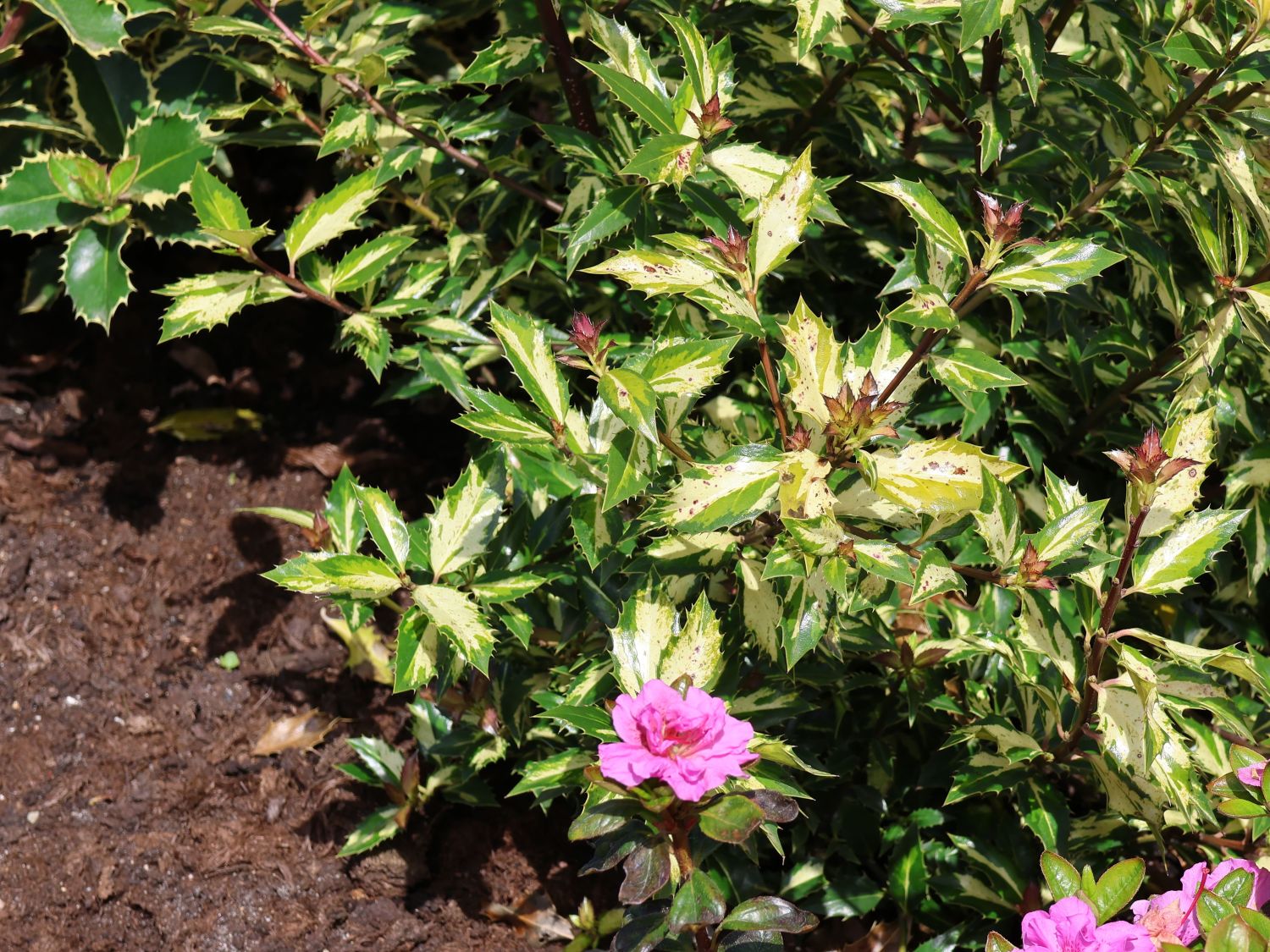 Stechpalme 'White Cream' - Ilex aquifolium 'White Cream'