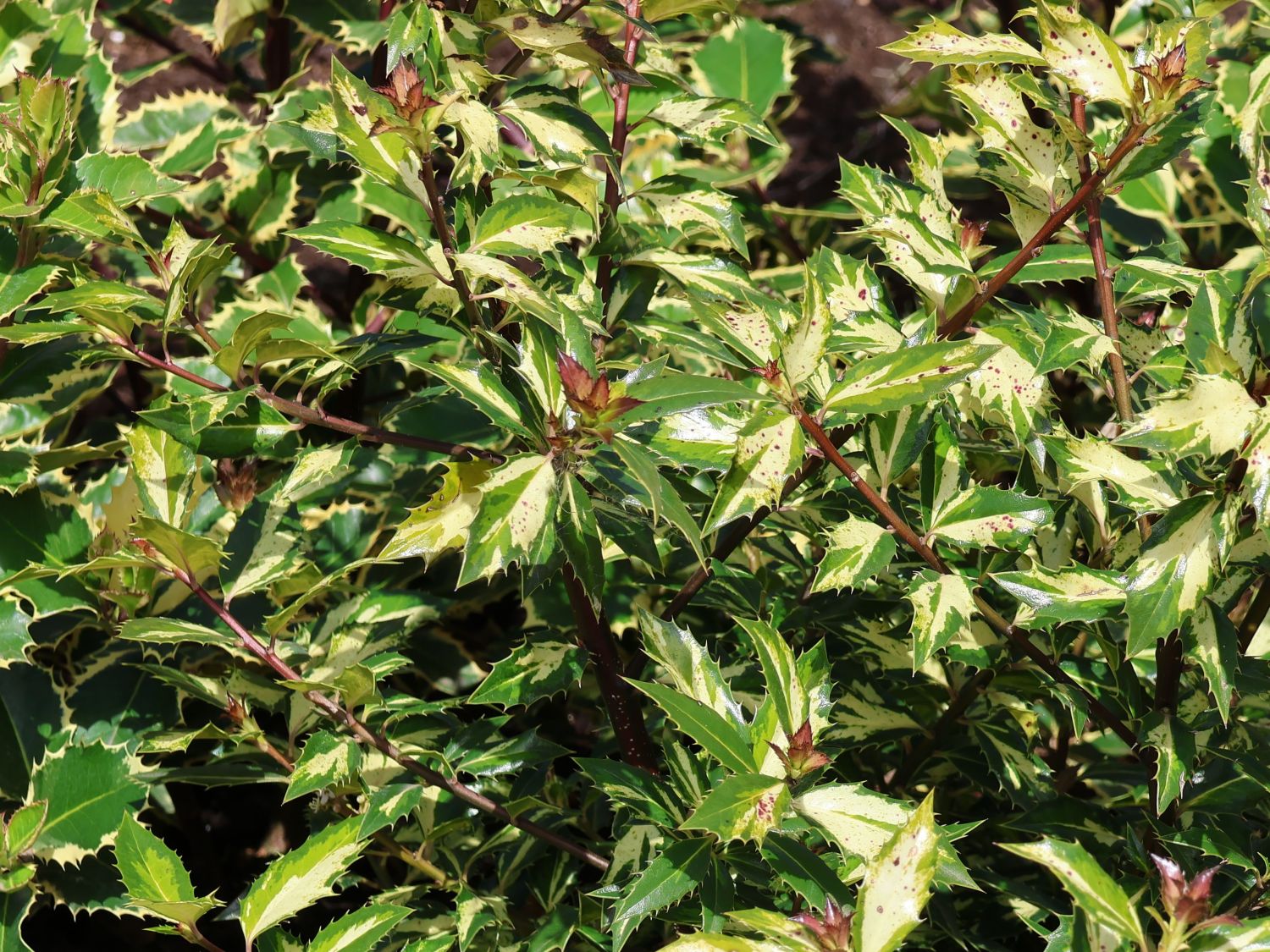 Stechpalme 'White Cream' - Ilex aquifolium 'White Cream'