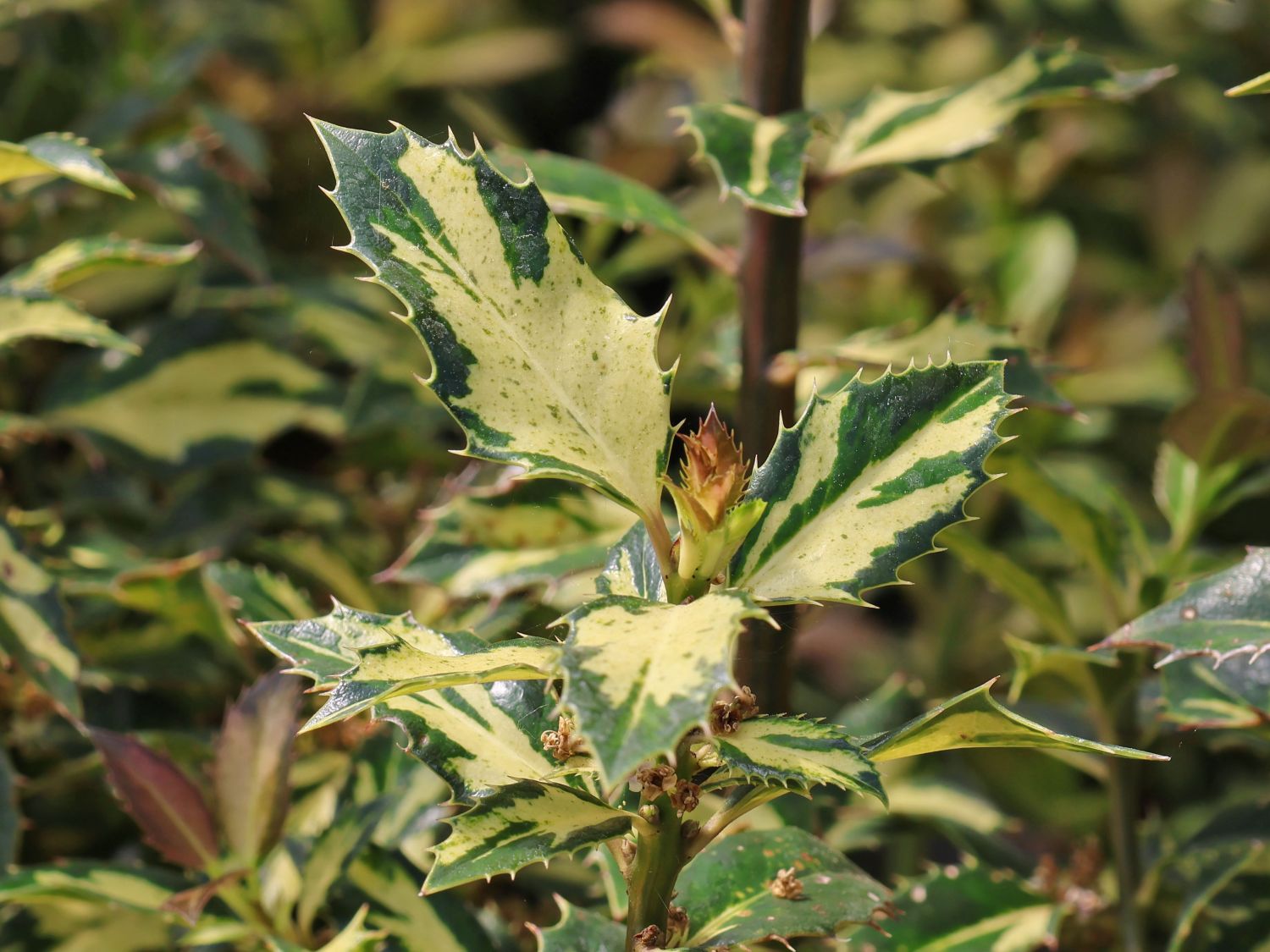 Stechpalme 'White Cream' - Ilex aquifolium 'White Cream'