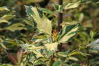 Stechpalme 'White Cream' - Ilex aquifolium 'White Cream'