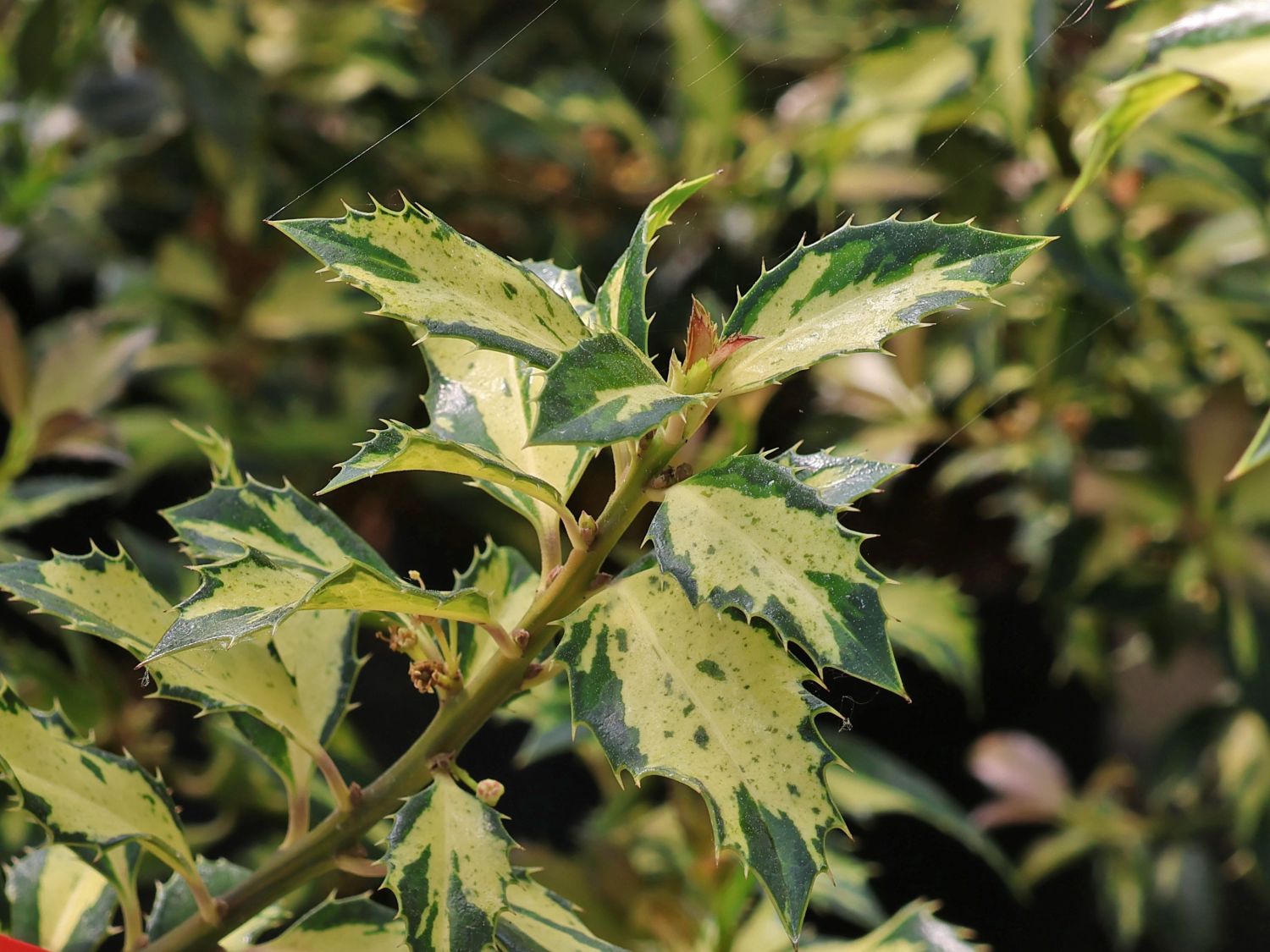 Stechpalme 'White Cream' - Ilex aquifolium 'White Cream'