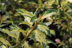 Stechpalme 'White Cream' - Ilex aquifolium 'White Cream'
