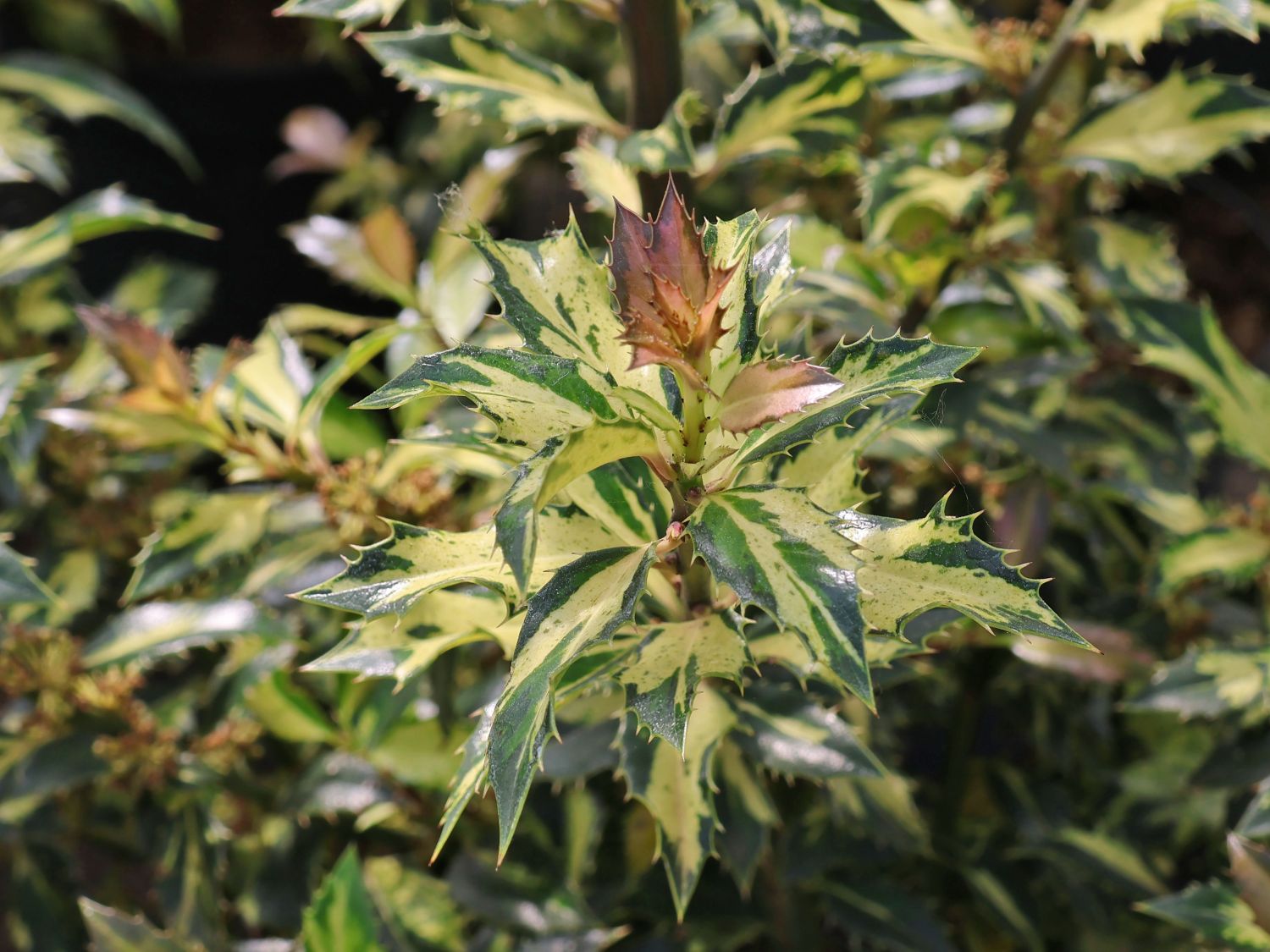 Stechpalme 'White Cream' - Ilex aquifolium 'White Cream'