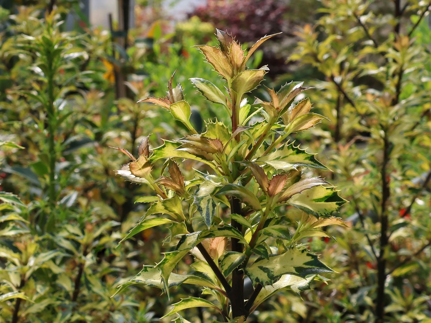 Stechpalme 'White Cream' - Ilex aquifolium 'White Cream'