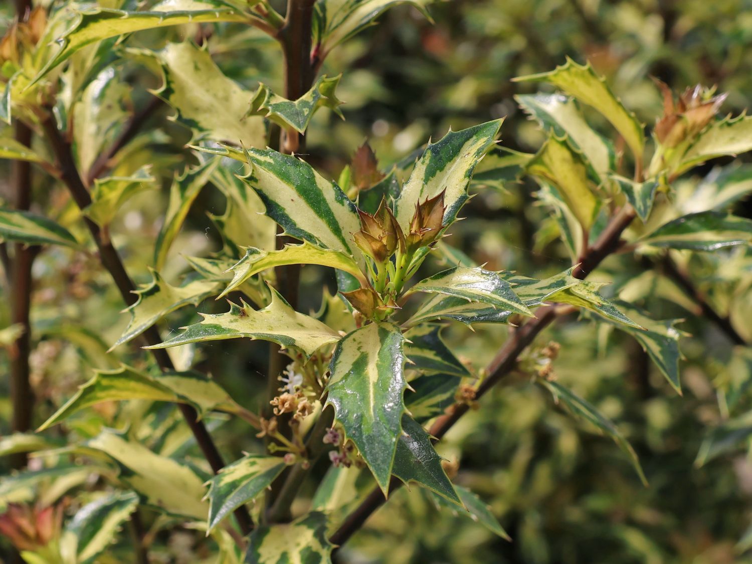 Stechpalme 'White Cream' - Ilex aquifolium 'White Cream'
