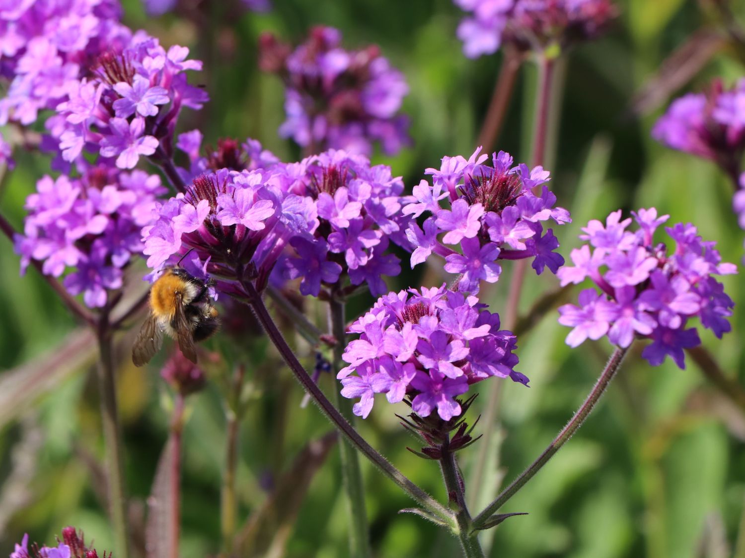Steifes Eisenkraut 'Venosa' - Verbena rigida 'Venosa'