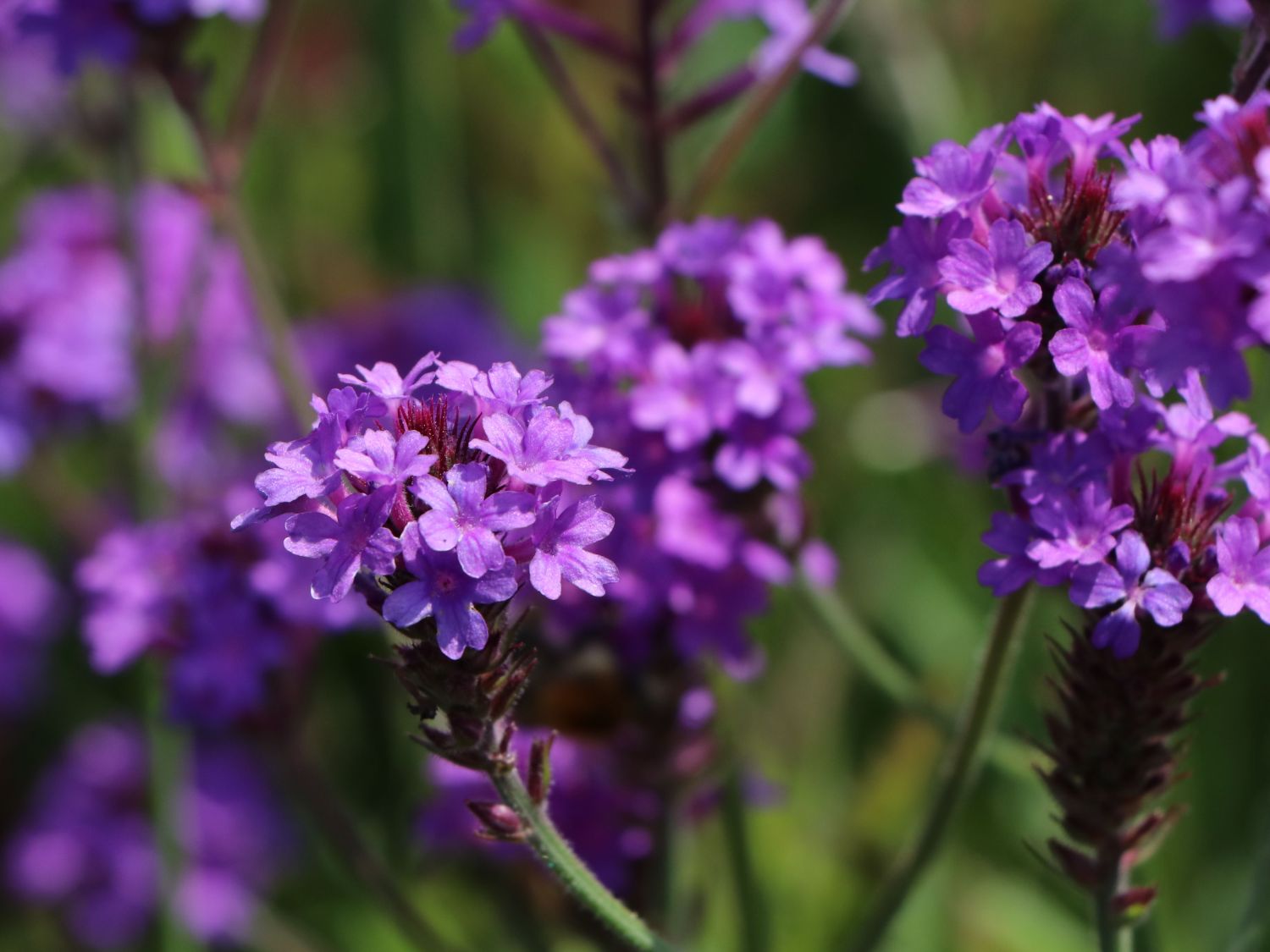 Steifes Eisenkraut 'Venosa' - Verbena rigida 'Venosa'