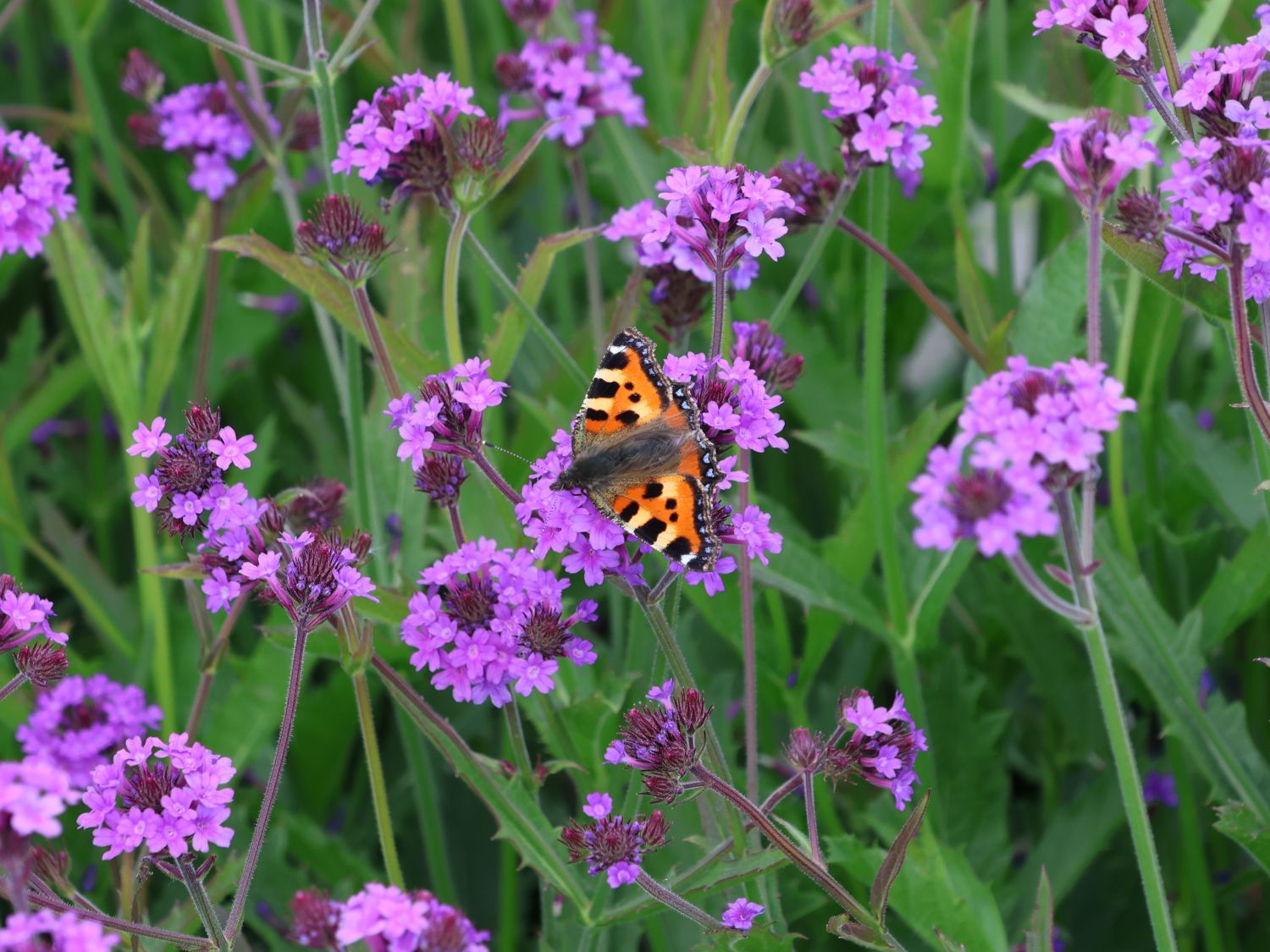 Steifes Eisenkraut 'Venosa' - Verbena rigida 'Venosa'