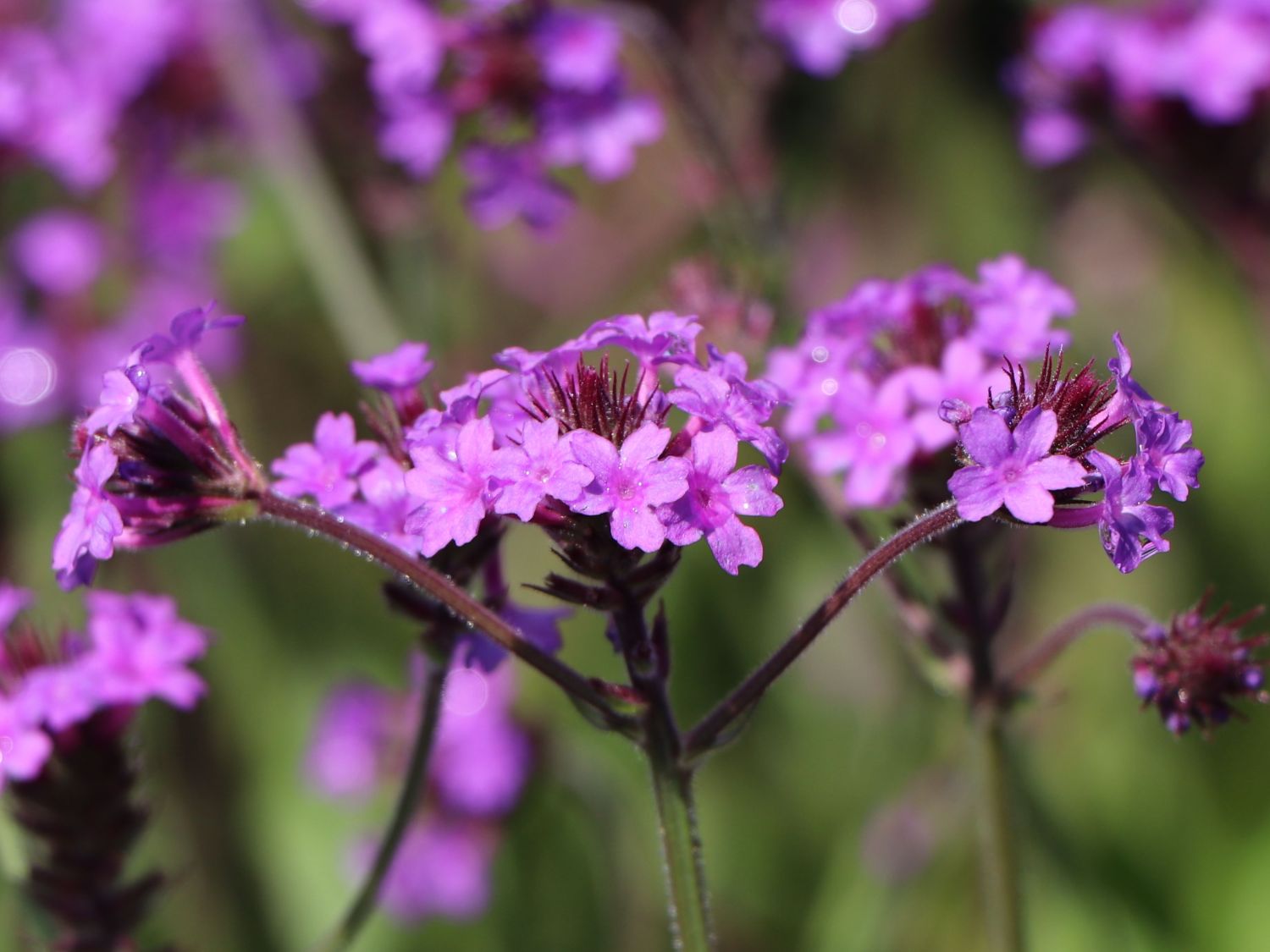 Steifes Eisenkraut 'Venosa' - Verbena rigida 'Venosa'