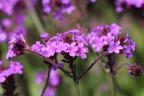 Steifes Eisenkraut 'Venosa' - Verbena rigida 'Venosa'