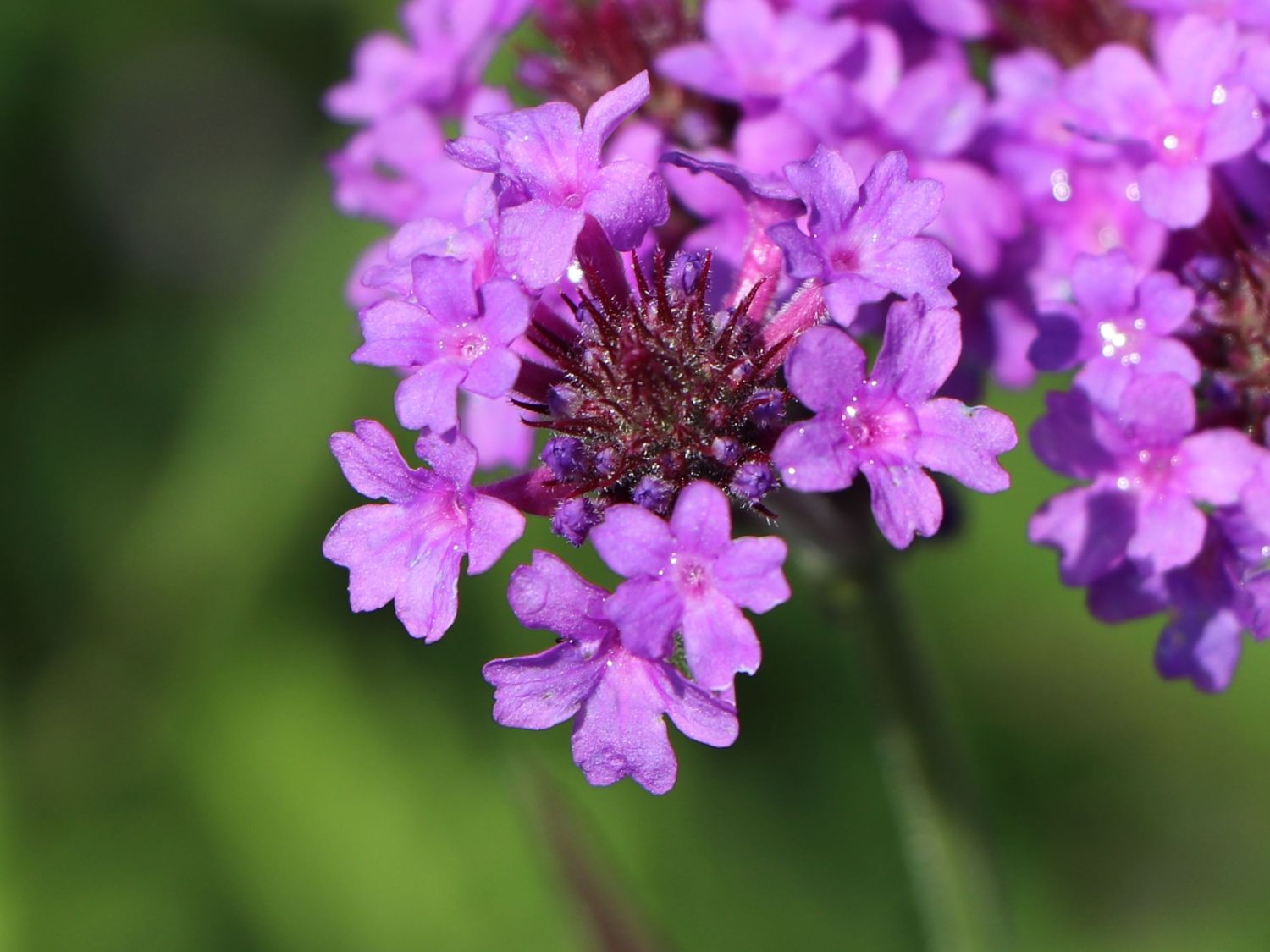 Steifes Eisenkraut 'Venosa' - Verbena rigida 'Venosa'
