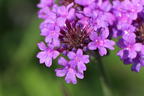 Steifes Eisenkraut 'Venosa' - Verbena rigida 'Venosa'