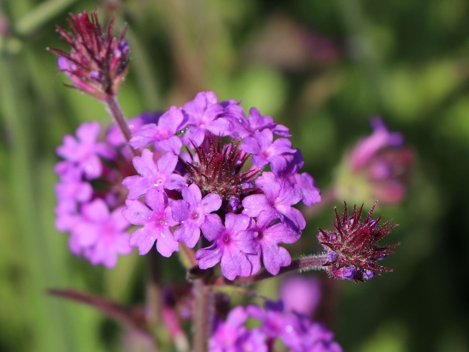 Steifes Eisenkraut 'Venosa' - Verbena rigida 'Venosa'