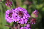 Steifes Eisenkraut 'Venosa' - Verbena rigida 'Venosa'