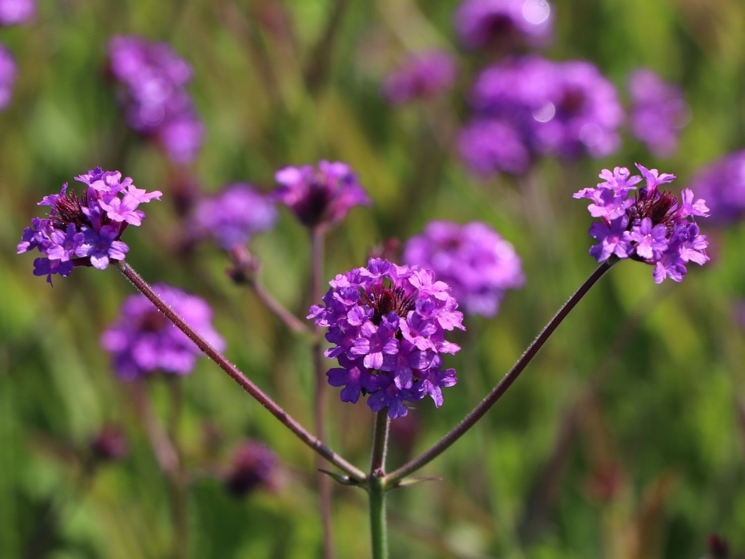 Steifes Eisenkraut 'Venosa' - Verbena rigida 'Venosa'
