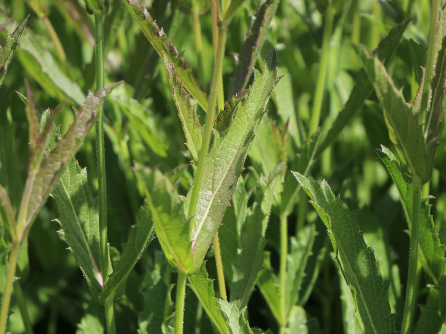 Steifes Eisenkraut 'Venosa' - Verbena rigida 'Venosa'