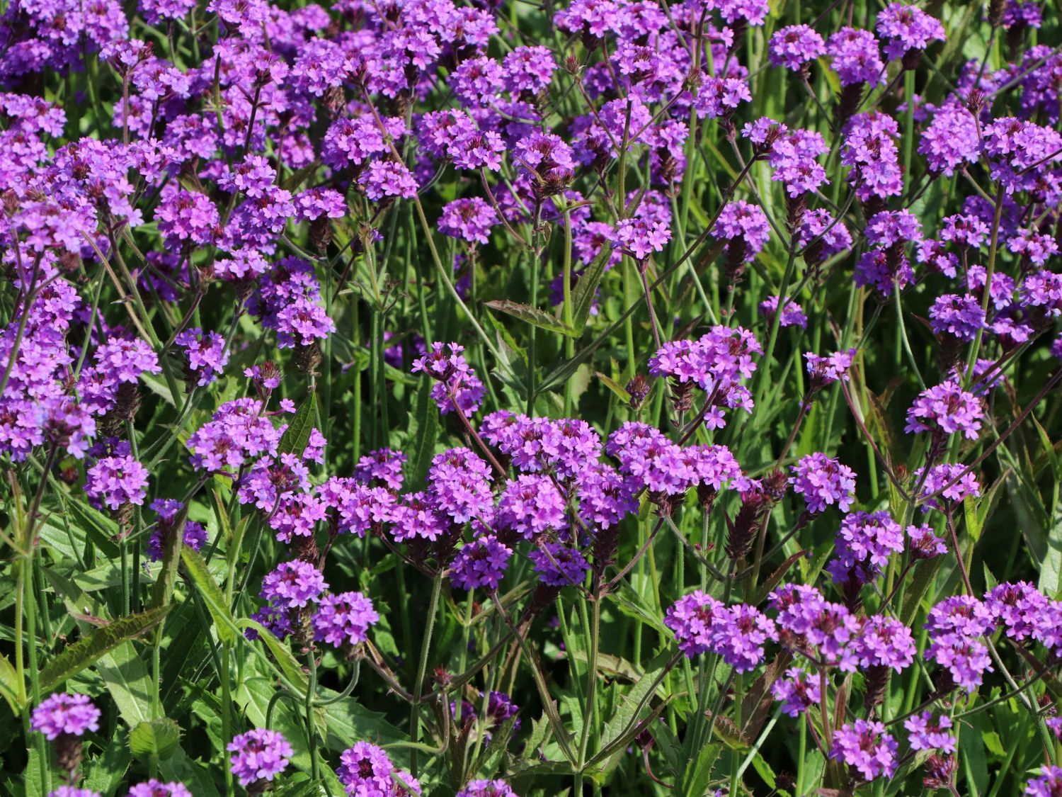 Steifes Eisenkraut 'Venosa' - Verbena rigida 'Venosa'