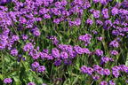 Steifes Eisenkraut 'Venosa' - Verbena rigida 'Venosa'